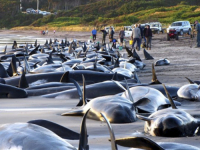 POTRESNI PRIZORI PONOVO U AUSTRALIJI: Više od 100 kitova nasukalo se na obali (VIDEO)