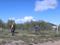 PROBLEMI U LJUBUŠKOM: Održavanje najvećeg maslinjaka na Balkanu ugroženo nedostatkom radne snage