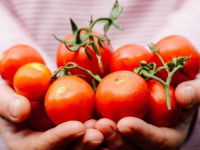 VRIJEME JE DA UĐEMO U BAŠTE: Ukoliko kraj paradajza posadite ovu biljku, rađat će kao lud…