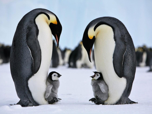 PRIJETI IM IZUMIRANJE: Hiljade carskih pingvina uginule na Antarktici