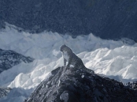 NESTVARNE SCENE NAJNEUHVATLJIVIJE ŽIVOTINJE NA SVIJETU: Fotografirala je 'mačku duha' na Mount Everestu