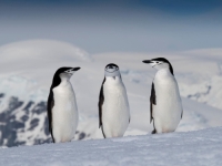 ŠTETE BI MOGLE BITI NEPOPRAVLJIVE: Globalno zatopljenje je pogubno, led nestaje a carski pingvini...