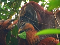 POTPUNO NEOČEKIVANO: Orangutan ima još jednu vještinu, viđen kako liječi ranu sa...