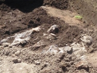 STRAVA U POLJSKOJ: Arheolozi iskopali posmrtne ostatke pet osoba, svi bez ruku i stopala i okrenuti u istom smjeru