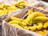 VRIJEDNOST PROCIJENJENA NA 224 MILIONA DOLARA: U Ekvadoru pronašli 6 tona kokaina u pošiljci banana
