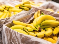 VRIJEDNOST PROCIJENJENA NA 224 MILIONA DOLARA: U Ekvadoru pronašli 6 tona kokaina u pošiljci banana