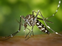 OPASNI VIRUS NA NAŠIM PROSTORIMA: Ženu ujeo komarac, za nekoliko dana postala 'kao biljka'