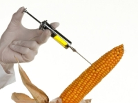 SIGURAN JE KAO I PRAVI: Komisija odobrila upotrebu GMO kukuruza u EU