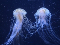 NE PANIČARITE: Evo šta treba napraviti ako vas je opekla meduza?