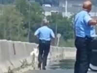 PUNE RUKE POSLA ZA POLICIJU: Koze izletjele na auto-put kod Laktaša, nastao pravi haos