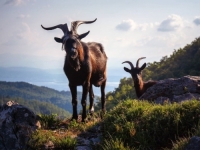 BH. FOTOGRAF SNIMIO RIJEDAK PRIZOR: Koze po kojima je planina Kozara dobila ime