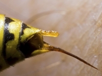 NEVJEROVATNA NESREĆA: Muškarca pčela ubola u oko, uslijedilo je nešto još gore…