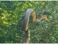 HOROR U SRBIJI: Ženi se zmija obmotala oko vrata dok je plivala