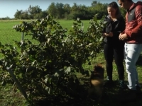 SUNCE TUĐEG NEBA NE GRIJE KAO KOD KUĆE: Mlada Bišćanka sigurnu budućnost u Njemačkoj zamijenila za BiH, sada ima 5 dunuma... (VIDEO)