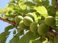 NIJE NI NARANDŽA, NI LIMUN: Ovo voće ima daleko najviše vitamina C, a mnogi tvrde i da je odlično za krvni tlak