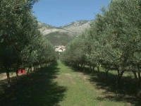 KLIMA JE IDEALNA, TLO JOŠ I BOLJE: U Hercegovini sve više se sadi SVETA BILJKA starog svijeta (VIDEO