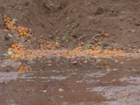 PRETUŽAN PRIZOR SA GRANICE HRVATSKE I BiH: Tone mandarina uništene, da li smo pojeli ijednu pravu